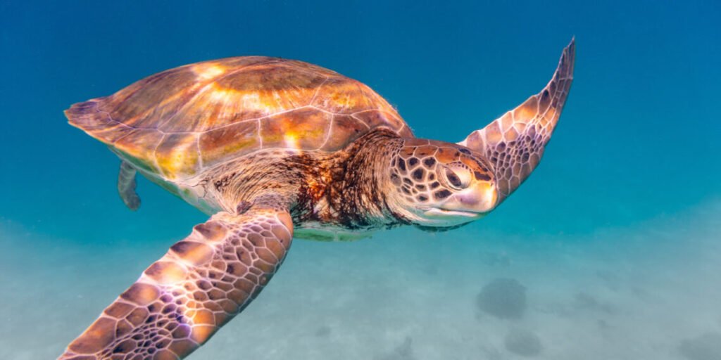Tartarugas longevas: mistério finalmente revelado!