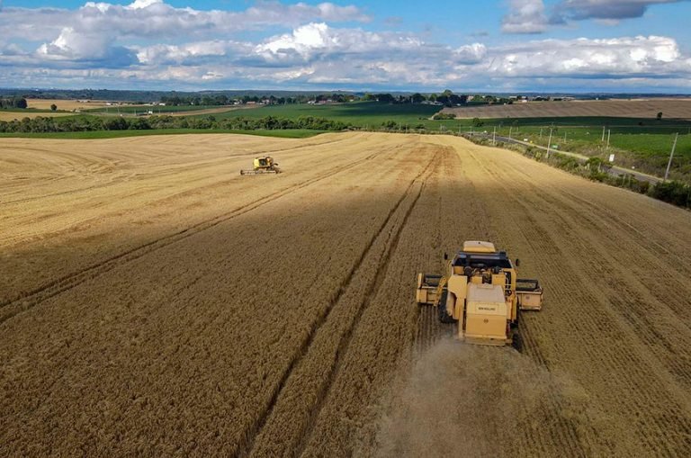 Plantação de cevada em Guarapuava