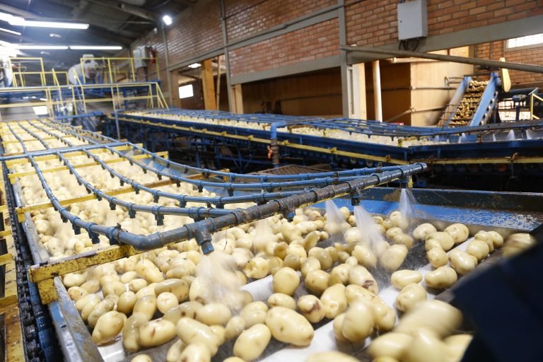 Agropecuária - agro - agroindústria - batata - Segundo maior produtor, Paraná responde por um quinto da batata do País