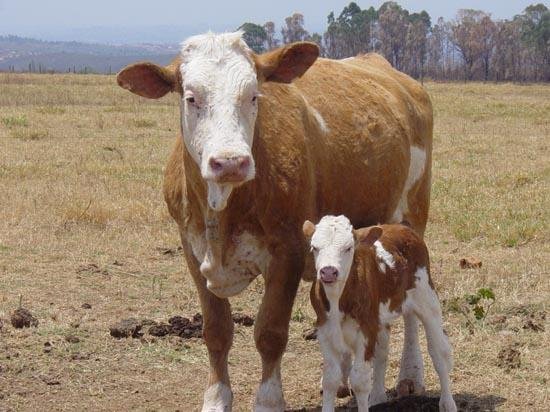 Uma vaca e um bezerro idênticos
