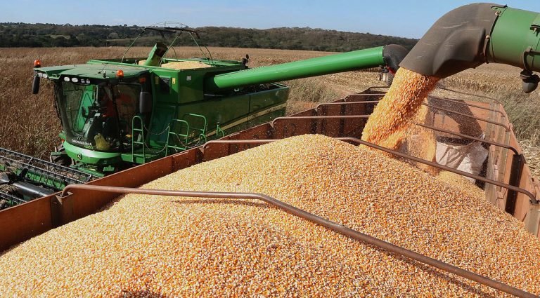 Agropecuária - plantações - agronegócio milho produção agrícola exportações campo tecnologia agricultura grãos