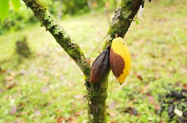 Cacau moniliophthora roreri, vagem de cacau na plantação, fungos, doença_+++