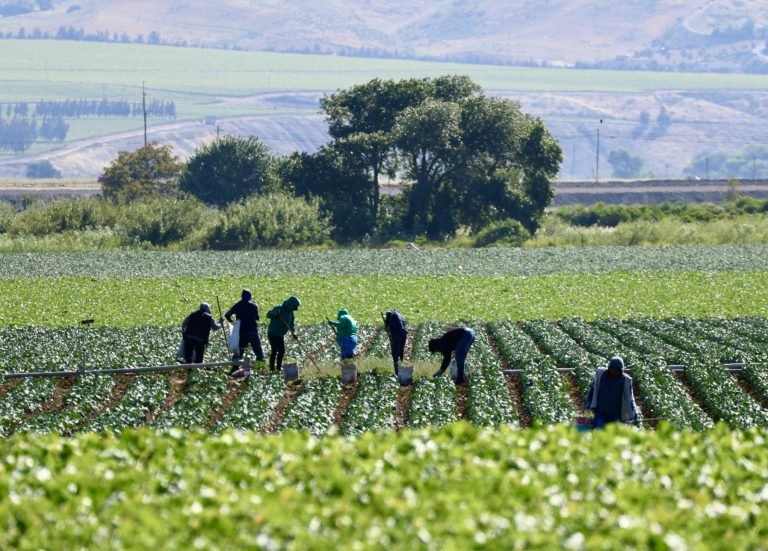 Pessoas trabalham numa plantação