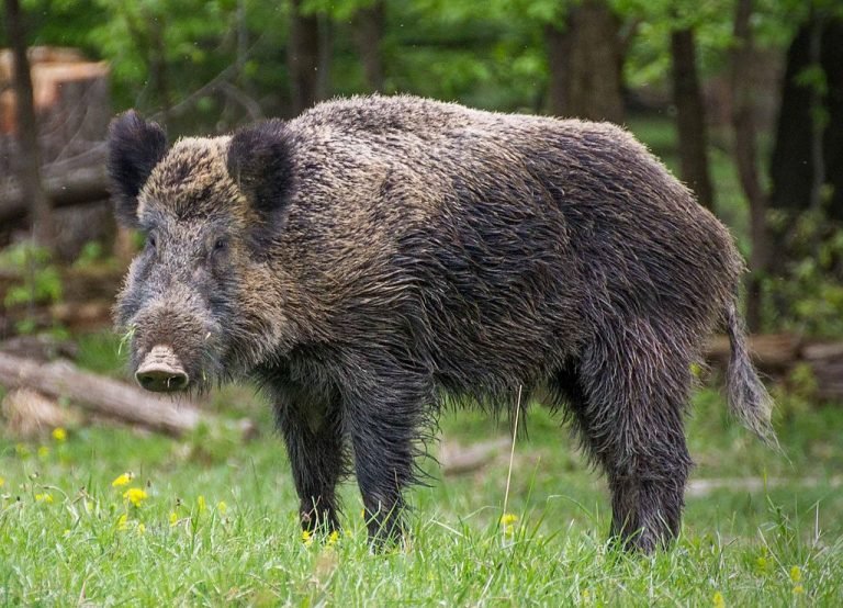 Javali europeu, espécie encontrada no território brasileiro