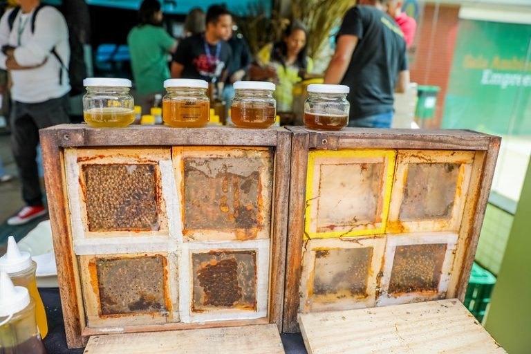 Alimentos - mel - mel de abelha - apicultura - apicultor - O Dia Nacional da Abelha é comemorado em 3 de outubro