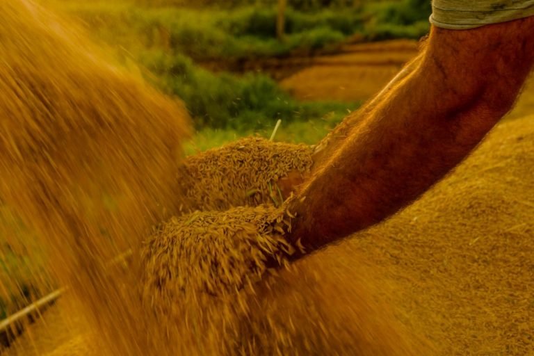 Agropecuária - plantações - colheita de arroz - MST começa a colheita de 12,4 mil toneladas de arroz