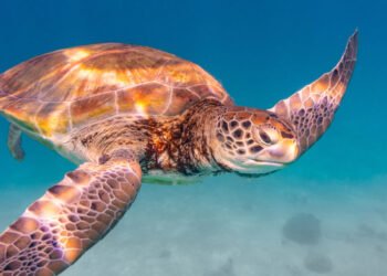Tartarugas longevas: mistério finalmente revelado!