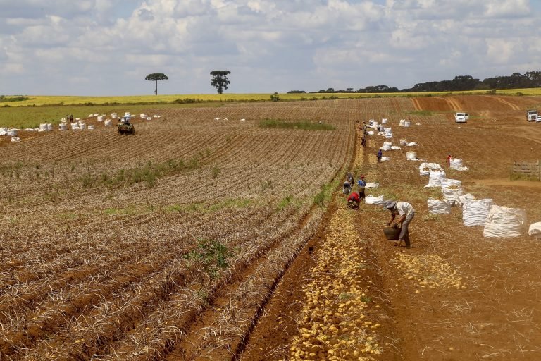 Agropecuária - plantações - lavoura - agricultura - fazenda - produção de batatas - Segundo maior produtor, Paraná responde por um quinto da batata do País