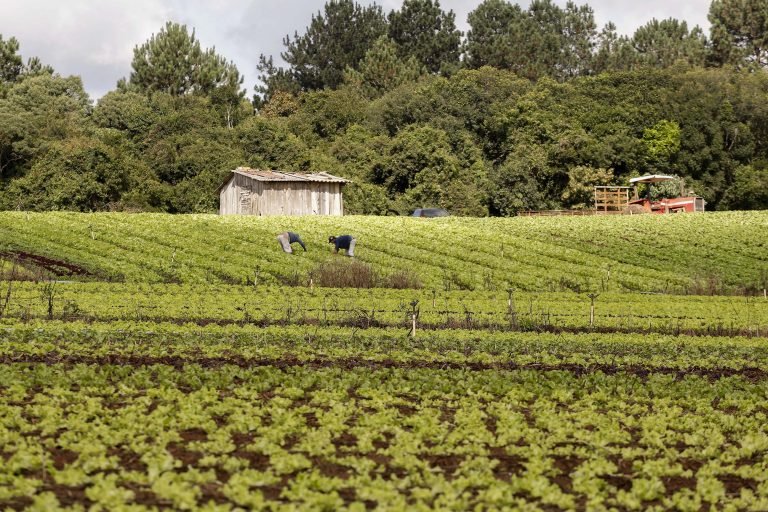 Pequenos agricultores cuidando de hortaliças
