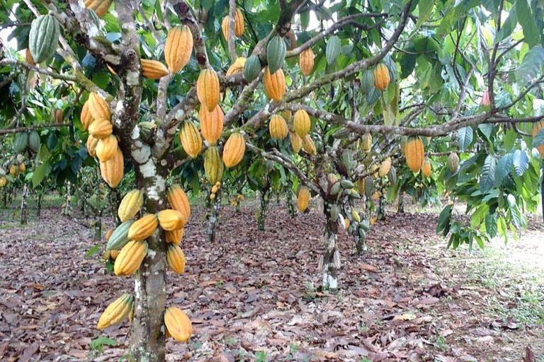 Pé de cacau carregado de frutos