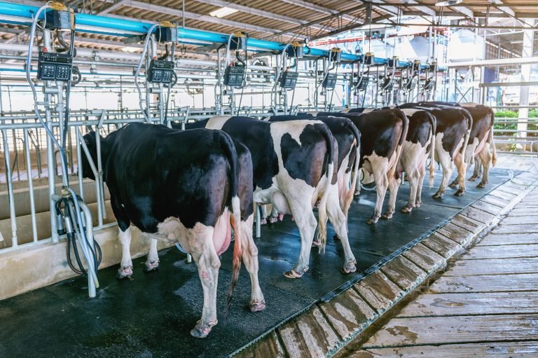 Vacas leiteiras em ordenhadeira