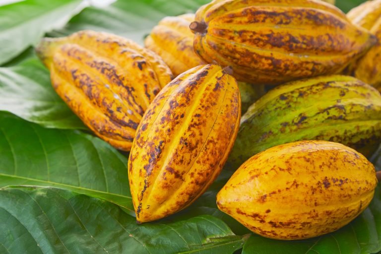 Frutos de cacau em cima de folhas