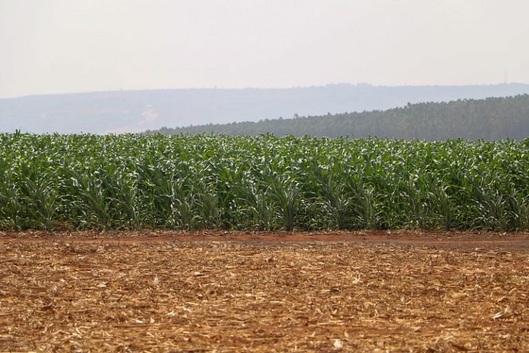 Agropecuária - plantações - plantação - fertilizantes - Agricultores do DF aumentam produtividade com fertilizante orgânico fornecido pela Caesb