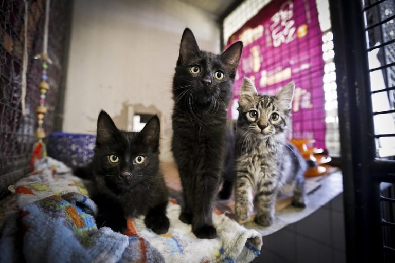 Meio Ambiente - Animais e Natureza - zoonoses - cachorros e gatos - animal de estimação - canil - Adote um bichinho de estimação: Zoonoses tem cães e gatos aptos para adoção